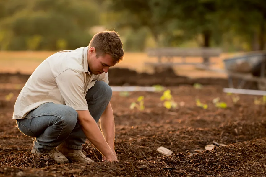 A man kneels in a tilled field, planting seedlings.